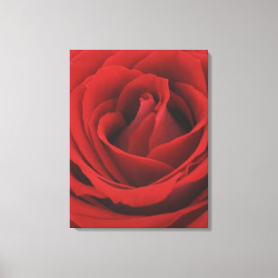 Blooming Red Rose Canvas Afdruk