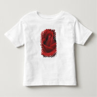 Blooming Red Rose