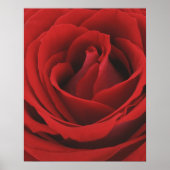 Blooming Red Rose Poster (Voorkant)