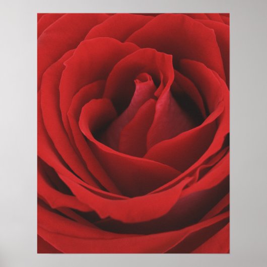 Blooming Red Rose Poster (Voorkant)