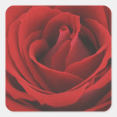 Blooming Red Rose Vierkante Sticker (Voorkant)