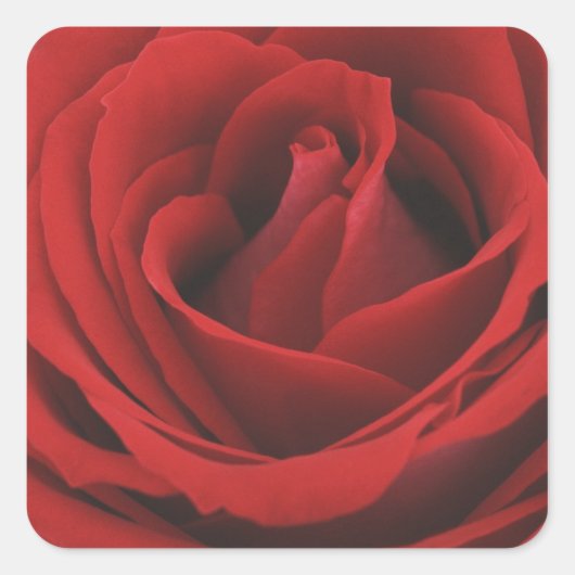 Blooming Red Rose Vierkante Sticker (Voorkant)