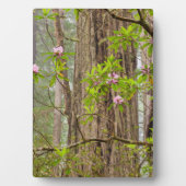 Blooming Rhododendrons | Staatspark van kustmammoe Fotoplaat (voorkant)