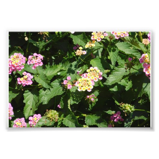 Blooming Romance Foto Afdruk (Voorkant)
