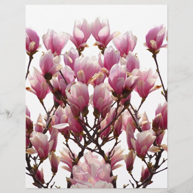 Blooming roze Magnolias Spring Flower (Voorkant)