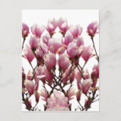 Blooming roze Magnolias Spring Flower Briefkaart (Voorkant)