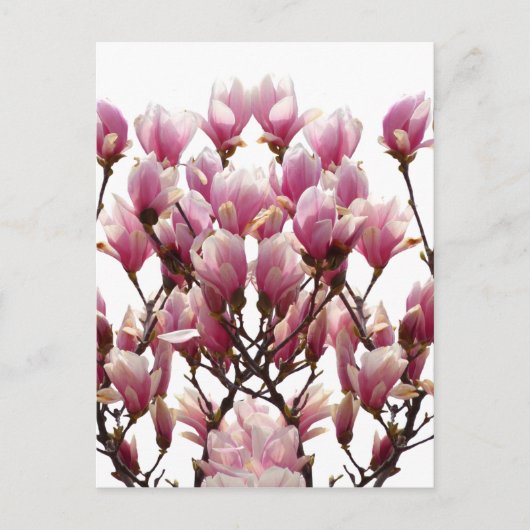 Blooming roze Magnolias Spring Flower Briefkaart (Voorkant)