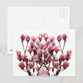 Blooming roze Magnolias Spring Flower Briefkaart (Voorkant / Achterkant)