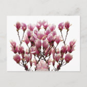 Blooming roze Magnolias Spring Flower Briefkaart (Voorkant)
