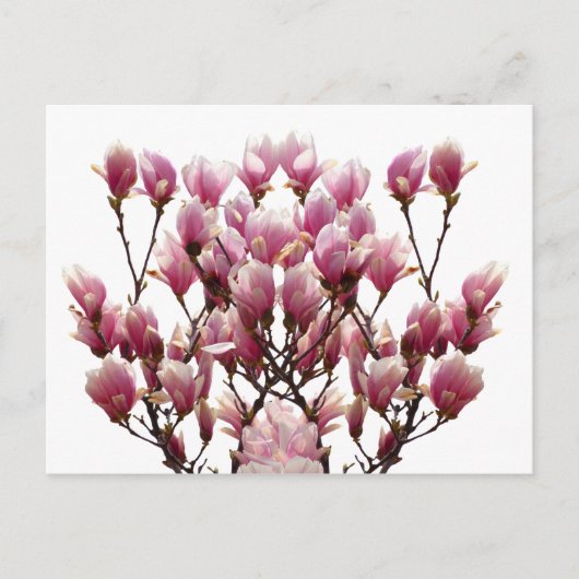 Blooming roze Magnolias Spring Flower Briefkaart (Voorkant)