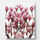 Blooming roze Magnolias Spring Flower Fotoplaat (Voorkant)