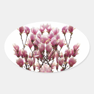 Blooming roze Magnolias Spring Flower Ovale Sticker