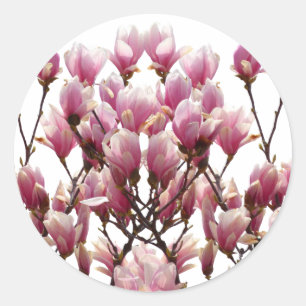 Blooming roze Magnolias Spring Flower Ronde Sticker