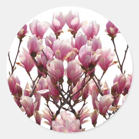 Blooming roze Magnolias Spring Flower Ronde Sticker (Voorkant)