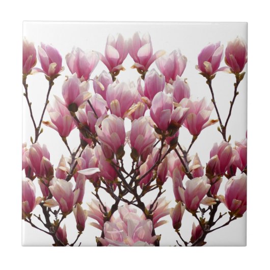 Blooming roze Magnolias Spring Flower Tegeltje (Voorkant)