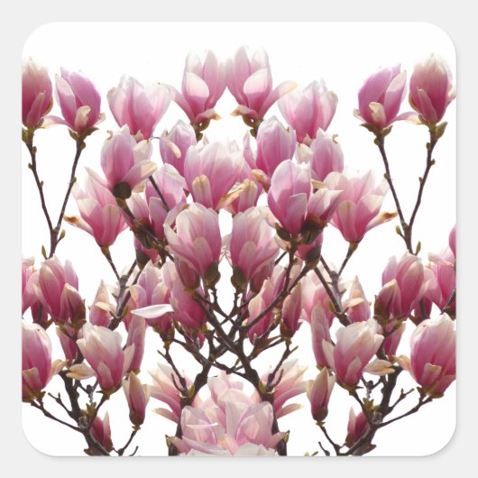 Blooming roze Magnolias Spring Flower Vierkante Sticker (Voorkant)