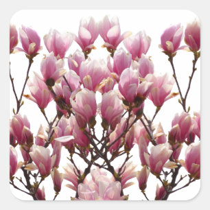 Blooming roze Magnolias Spring Flower Vierkante Sticker