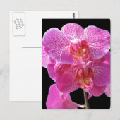 Blooming Roze Orchids Briefkaart (Voorkant / Achterkant)