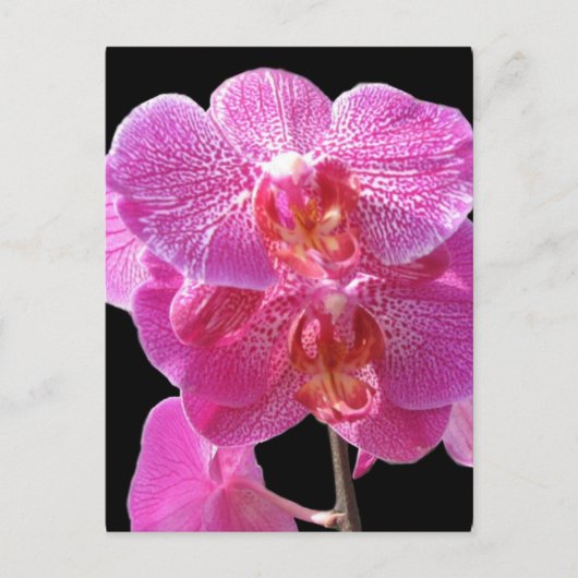 Blooming Roze Orchids Briefkaart (Voorkant)