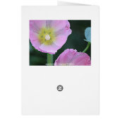 Blooming samen l Pink Hollyhock Flowers (Achterkant)