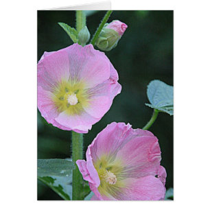 Blooming samen l Pink Hollyhock Flowers