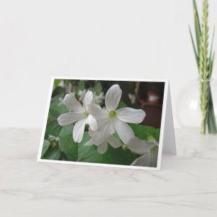 Blooming Shamrock Wenskaart, blanco binnenzijde Kaart