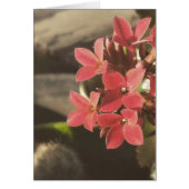 Blooming Succulenten in mijn tuin (Voorkant)