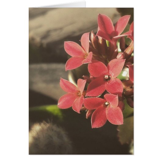 Blooming Succulenten in mijn tuin (Voorkant)