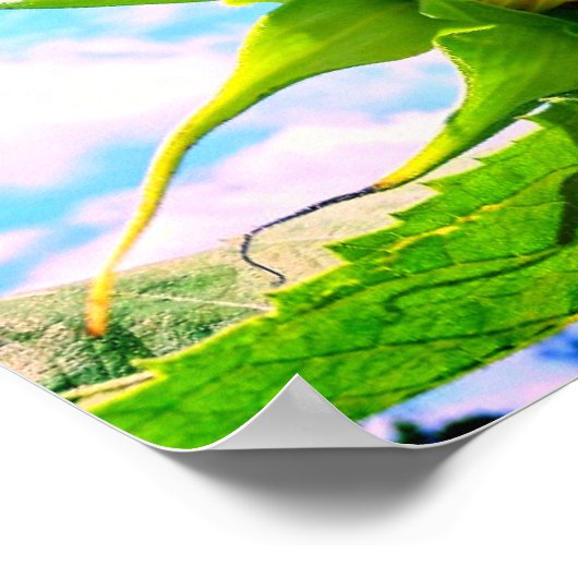 Blooming Sunflower Poster (Hoek)