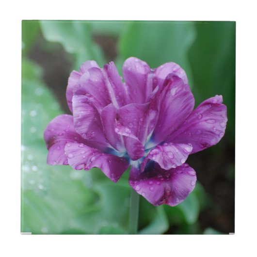 Blooming van Paarse papegaai Tegeltje (Voorkant)