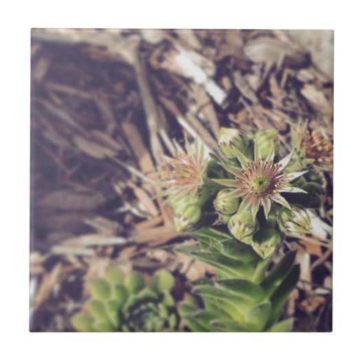 Blooming van Planten van kippen en kippen Tegeltje (Voorkant)