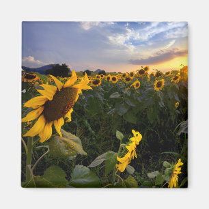 Blooming van zonnebloemen magneet