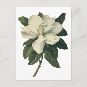 Blooming White Magnolia Blossom Flowers Briefkaart