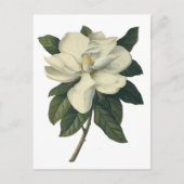  Blooming White Magnolia Blossom Flowers Briefkaart (Voorkant)