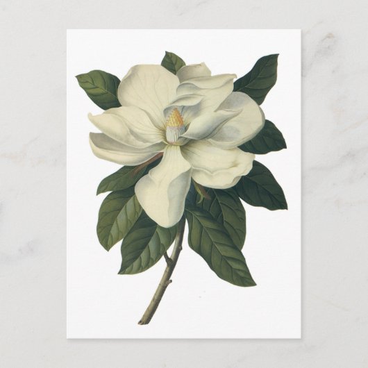  Blooming White Magnolia Blossom Flowers Briefkaart (Voorkant)
