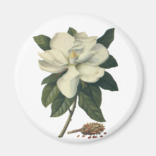  Blooming White Magnolia Blossom Flowers Magneet