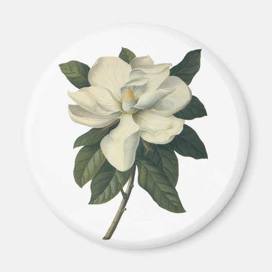  Blooming White Magnolia Blossom Flowers Magneet (Voorkant)