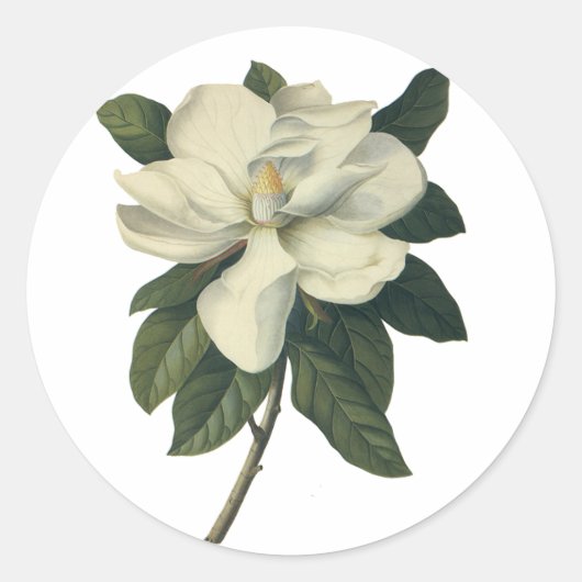  Blooming White Magnolia Blossom Flowers Ronde Sticker (Voorkant)
