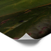 Blooming White Magnolia Poster (Hoek)