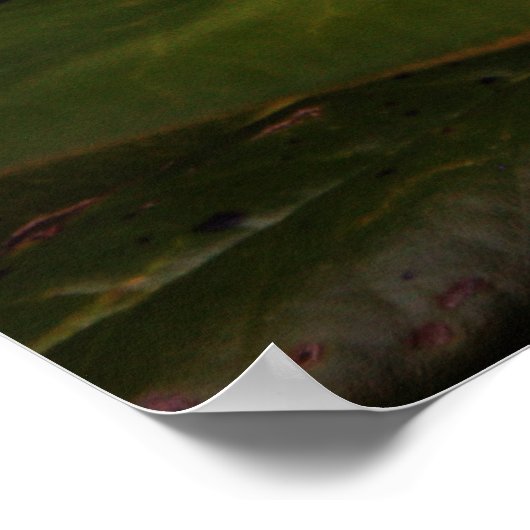 Blooming White Magnolia Poster (Hoek)