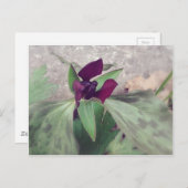 Blooming Wildflower Briefkaart (Voorkant / Achterkant)