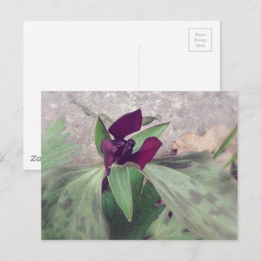 Blooming Wildflower Briefkaart (Voorkant / Achterkant)