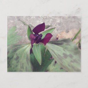 Blooming Wildflower Briefkaart