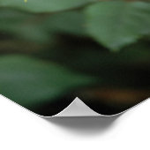 Blooming Yellow Rose Poster (Hoek)