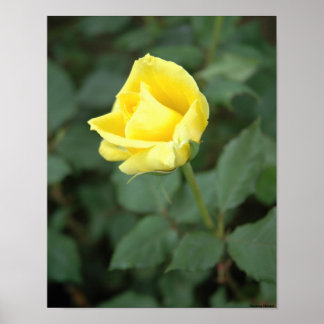 Blooming Yellow Rose Poster