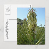 Blooming Yucca Briefkaart (Voorkant / Achterkant)