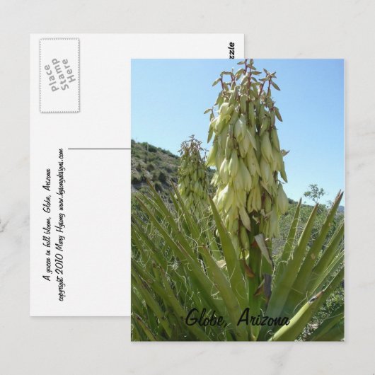 Blooming Yucca Briefkaart (Voorkant / Achterkant)