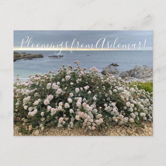 Bloomingen uit Asilomar: Zee Cliff Buckwheat Briefkaart (Voorkant)