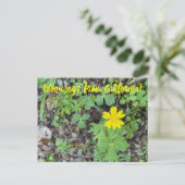 Bloomings from California: Buttercup Briefkaart (Staand voorkant)