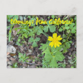 Bloomings from California: Buttercup Briefkaart (Voorkant)
